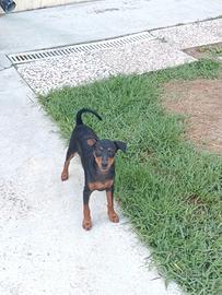 Cucciolo Pinscher nano maschio 