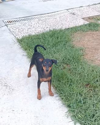 Cucciolo Pinscher nano maschio 