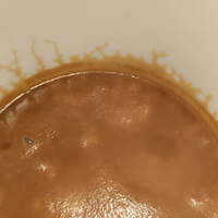 Starter microworms