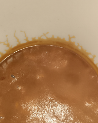 Starter microworms