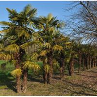 PALME - chamaerops excelsa