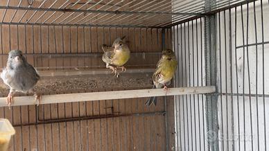 Cardinalini e canarine