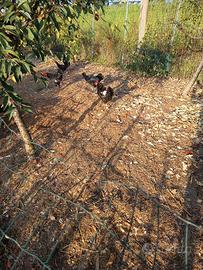 Galline