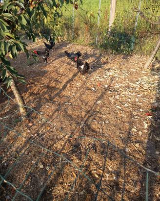 Galline