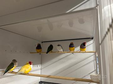 Esotici australiani : Diamanti di Gould