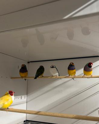 Esotici australiani : Diamanti di Gould