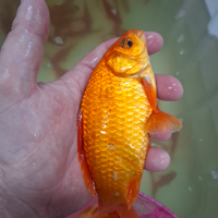 Pesci rossi,sarasa,Shubunkin,koi,pesci gatto