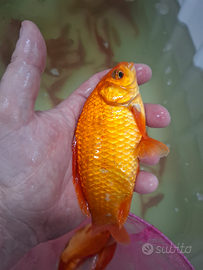 Pesci rossi,sarasa,Shubunkin,koi,pesci gatto