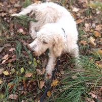 Femmina briquet 3 anni