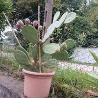 Fichi d'india 