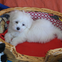 Cuccioli maltese Toy europeo bianco 60 GG italiano