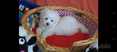 Cuccioli maltese Toy europeo bianco 60 GG italiano