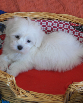 Cuccioli maltese Toy europeo bianco 60 GG italiano