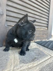 Bulldog francese nero tigrato