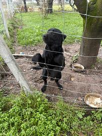 Cane labrador
