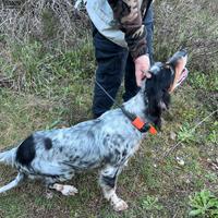 Setter tricolore coppia