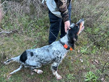 Setter tricolore coppia