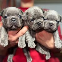 Bulldog Francese esotico