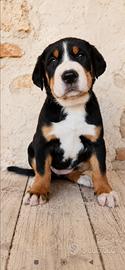 cuccioli di grande bovaro svizzero 