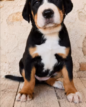 cuccioli di grande bovaro svizzero 