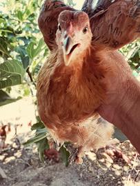 pulcini anatra muta e gallina brama
