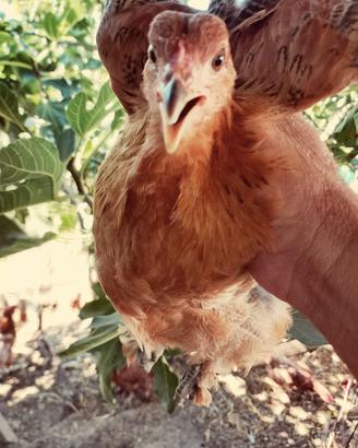 pulcini anatra muta e gallina brama