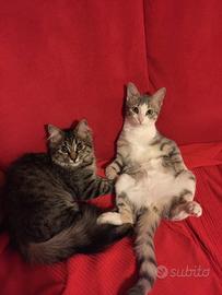 3 gatti in salute