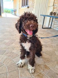 Lagotto Romagnolo