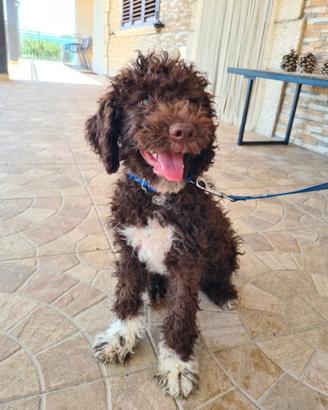 Lagotto Romagnolo
