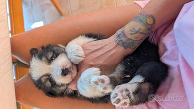 Australian shepperdog 