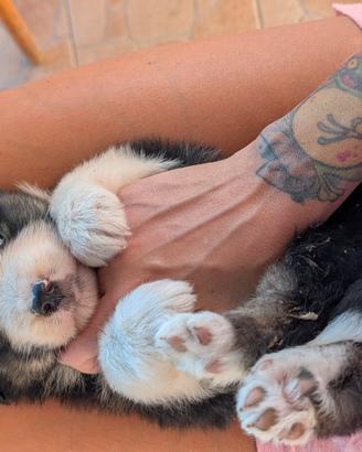 Australian shepperdog 