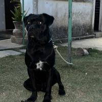 Cane corso disponibile per monta