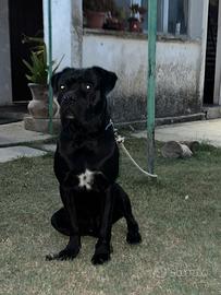 Cane corso disponibile per monta