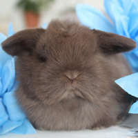 Coniglio minilop selezionato