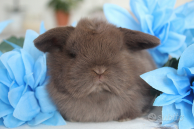 Coniglio minilop selezionato