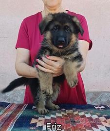 Cuccioli di Pastore Tedesco