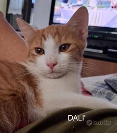 Dali gattino 6 mesi