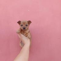 Chihuahua toy maschio