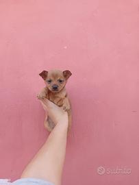 Chihuahua toy maschio