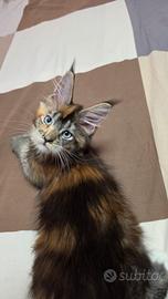 femmina maine coon 