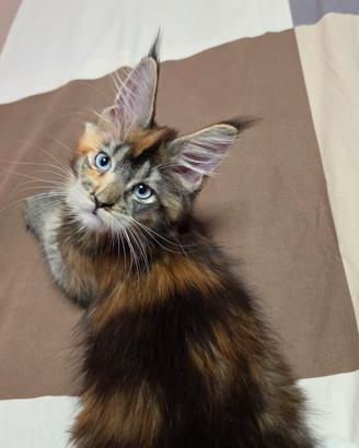 femmina maine coon 