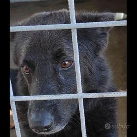 Cagnolino in adozione