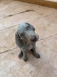 Cucciolo di Weimaraner con pedigree -- Palermo