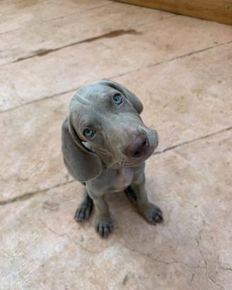 Cucciolo di Weimaraner con pedigree -- Palermo