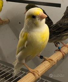 Canarina giallo mosaico