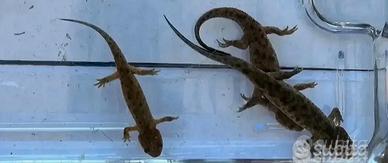 Tritoni pleurodeles