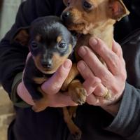 Pinscher taglia medio-piccola