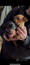 Pinscher taglia medio-piccola