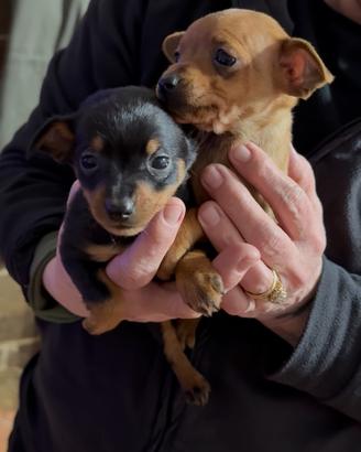 Pinscher taglia medio-piccola