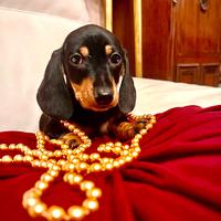 Bassotti Kaninchen/Nano - Pedigree ENCI